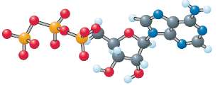 Adenosine triphosphate (ATP) is often referred to as a biological