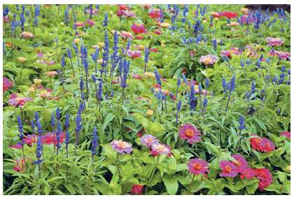 Green Leaf Landscaping is planting a rectangular wildflower garden with