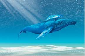 Whales can withstand extreme atmospheric pressure changes because their bodies