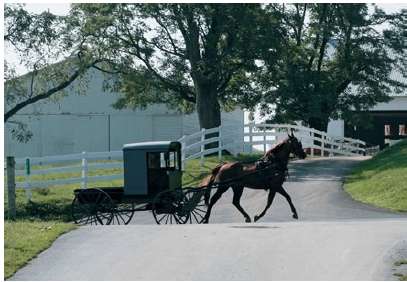 About 250,000 Amish live in the United States. Of that