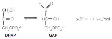 In another key reaction in glycolysis, dihydroxyacetone phosphate (DHAP) is