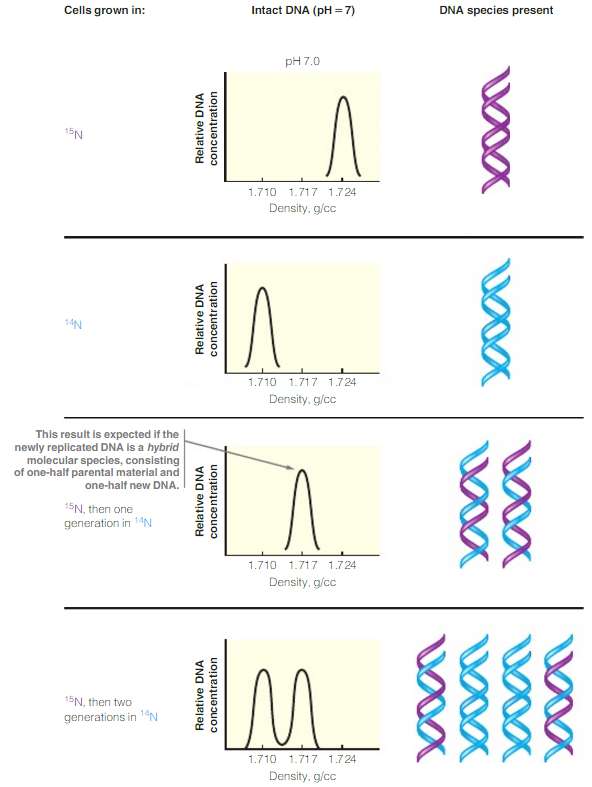 Refer to Figure 4.15, which presents the Meselson-Stahl experiment. DNA