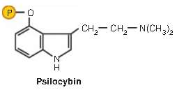 Psilocybin is a hallucinogenic compound found in some mushrooms. Present