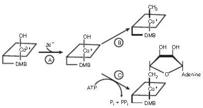 The following diagram shows the biosynthesis of B12 coenzymes, starting