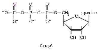 GTP g S is a nonhydrolyzable analog of GTP. Suppose