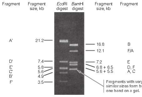 Consider the l bacteriophage DNA molecule as shown in Figure