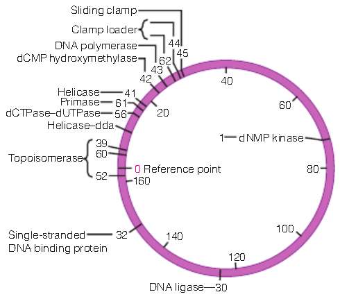 Bacteriophage T4 has a linear double-stranded DNA genome, yet mapping