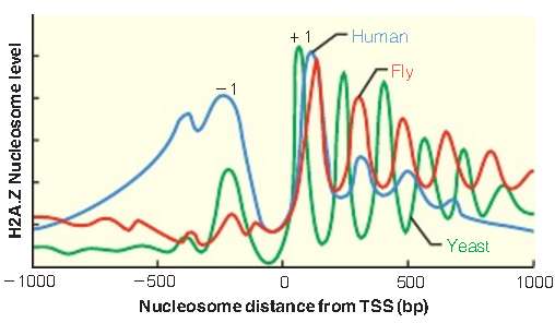 Refer to Figure 26.16, which shows the distribution of histone