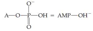 The monoanion of adenosine monophosphate (AMP) is an intermediate in