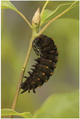 The accompanying photo shows a pipevine swallowtail caterpillar climbing up