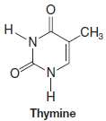Thymine is one of the heterocyclic bases found in DNA.