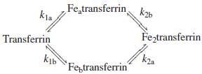 Microequilibrium constants for binding of metal to a protein. The