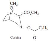 Cocaine metabolism in rats can be studied by injecting the