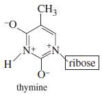 All of the rings of the four heterocyclic bases are