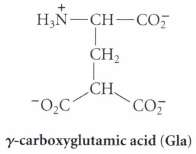 A previously unknown amino acid, y-carboxyglutamic acid (Gla), was discovered
