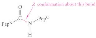 (a) In most peptides, the amide bonds have the Z