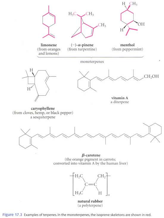 Show the isoprene skeletons within the following compound of Fig.