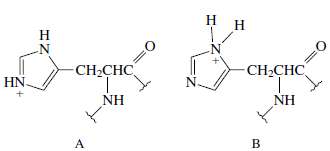 The imidazole ring of the histidine side chain acts as