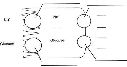 Fill in the diagram below showing glucose transport across a