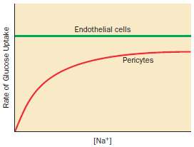 Endothelial cells and pericytes in the retina of the eye
