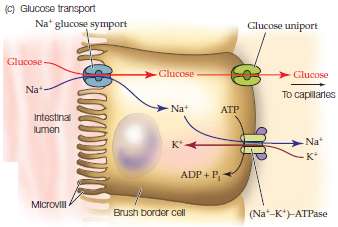 If the ATP supply in the cell shown in Fig.