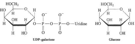UDP-galactose can donate is sugar residue to glucose to form