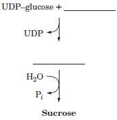 Fill in the blanks in the following diagram representing sucrose