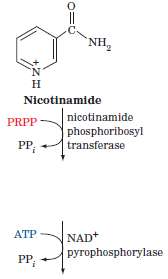 In animals, one pathway for NAD+ synthesis begins with nicotinamide.