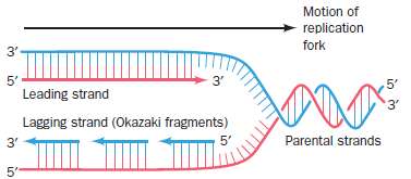 What feature of DNA replication, as shown in Figure, is