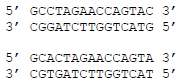 In the pairs of DNA sequences below, the lower duplex