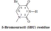 The base analog 5-bromouracil (5BU),
Which sterically resembles thymine, more readily