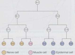 A hypothetical cell lineage is shown here.
A gene, which we