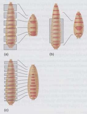 Here are schematic diagrams of mutant larvae.
The left side of