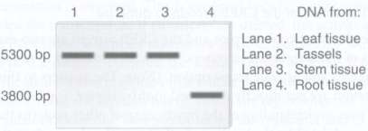 Restriction enzymes, described in Chapter 20, are enzymes that recognize
