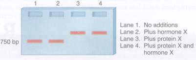 A get retardation assay can be used to determine if