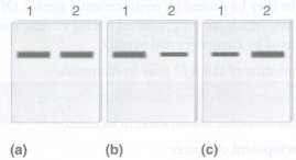 Chapter 20 describes a blotting method known as Northern blot¬ting,