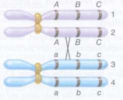 A crossover has occurred in the bivalent shown here. two