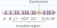 An inversion heterozygote has the following inverted chromosome:
What would be