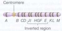 An inversion heterozygote has the following inverted chromosome:
What would be