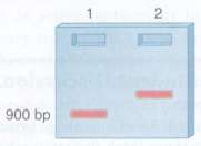 A gel retardation assay can be used to study the