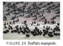 A buffalo (Figure 29) stampede is described by a velocity