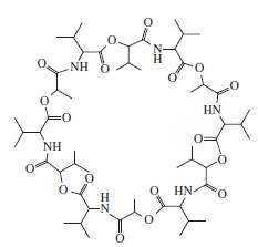 Valinomycin is an antibiotic. It functions by binding K1 ions