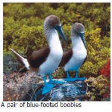 Suppose that a blue-footed booby has a 47% chance of