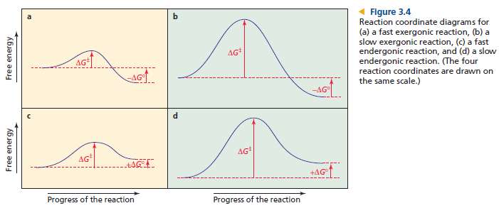 A. Which of the reactions in Figure 3.4 has a