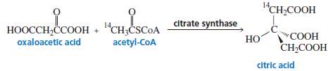 Citrate synthase, one of the enzymes in the series of