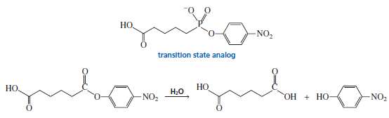 Catalytic antibodies catalyze a reaction by binding to the transition
