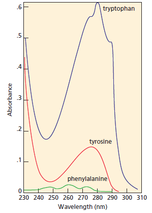 The UV spectra of tryptophan, tyrosine, and phenylalanine are shown