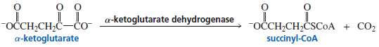 Five coenzymes are required by Î±-ketoglutaate dehydrogenase, the enzyme in
