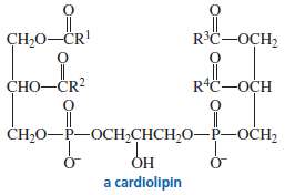 Cardiolipins are found in heart muscles. Give the products formed