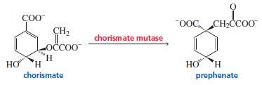 Chorismate mutase is an enzyme that promotes a pericyclic reaction